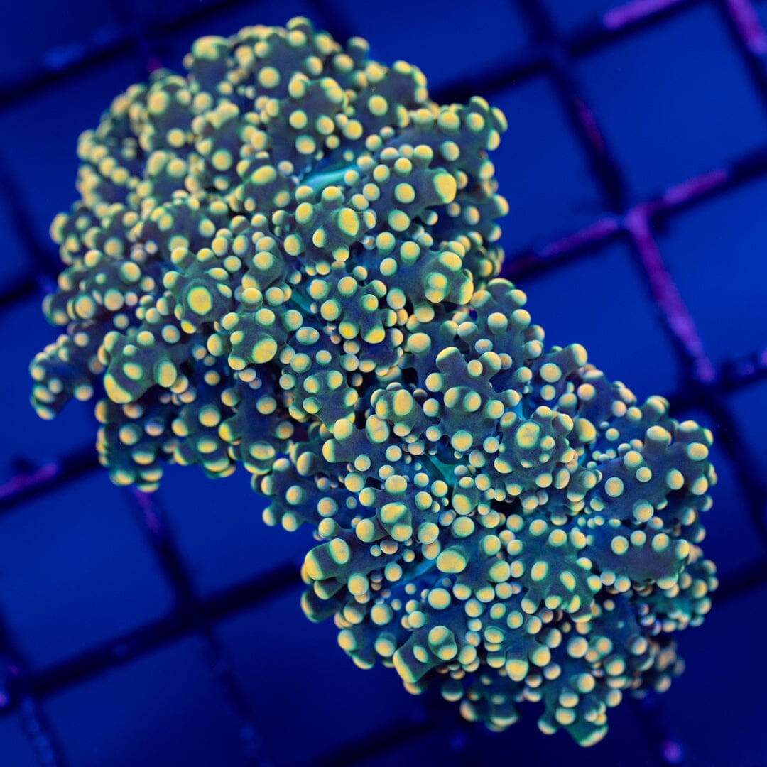 Octospawn 2B - WYSIWYG Reef Lounge Norco 