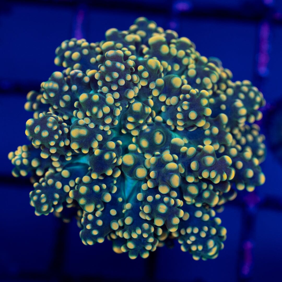 Octospawn 3B - WYSIWYG Reef Lounge Norco 