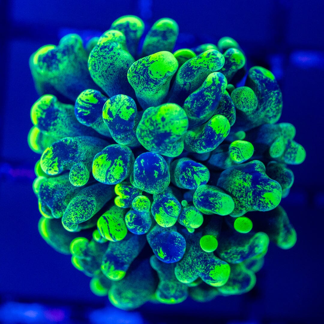 Oddball Splatter Hammer 1A - WYSIWYG Reef Lounge Norco 