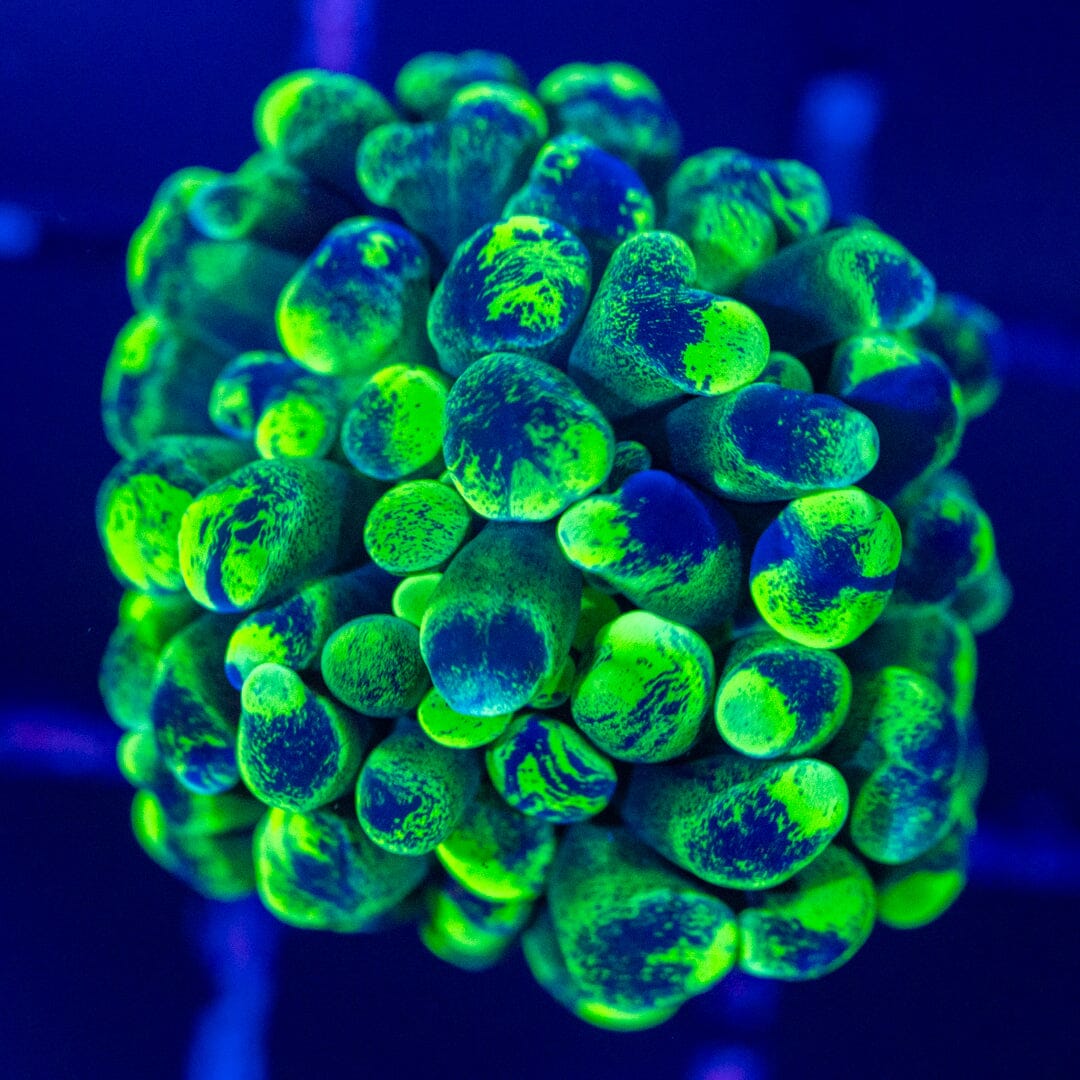 Oddball Splatter Hammer 2A - WYSIWYG Reef Lounge Norco 