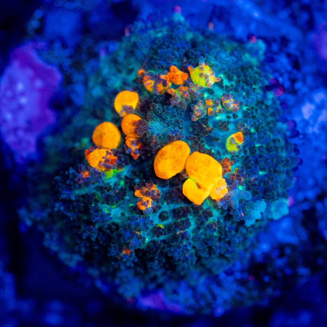 OG Bounce Mushroom 1A - WYSIWYG LPS Coral Reef Lounge USA 