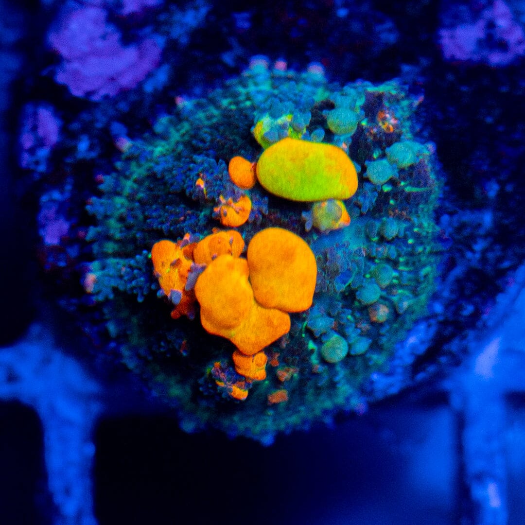 OG Bounce Mushroom 4A - WYSIWYG LPS Coral Reef Lounge USA 