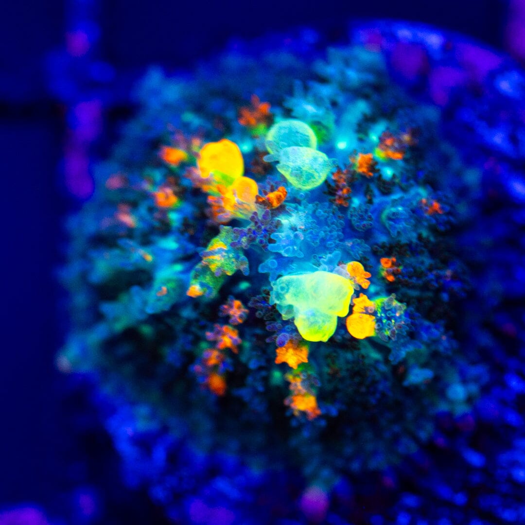 OG Bounce Mushroom 6A - WYSIWYG LPS Coral Reef Lounge USA 