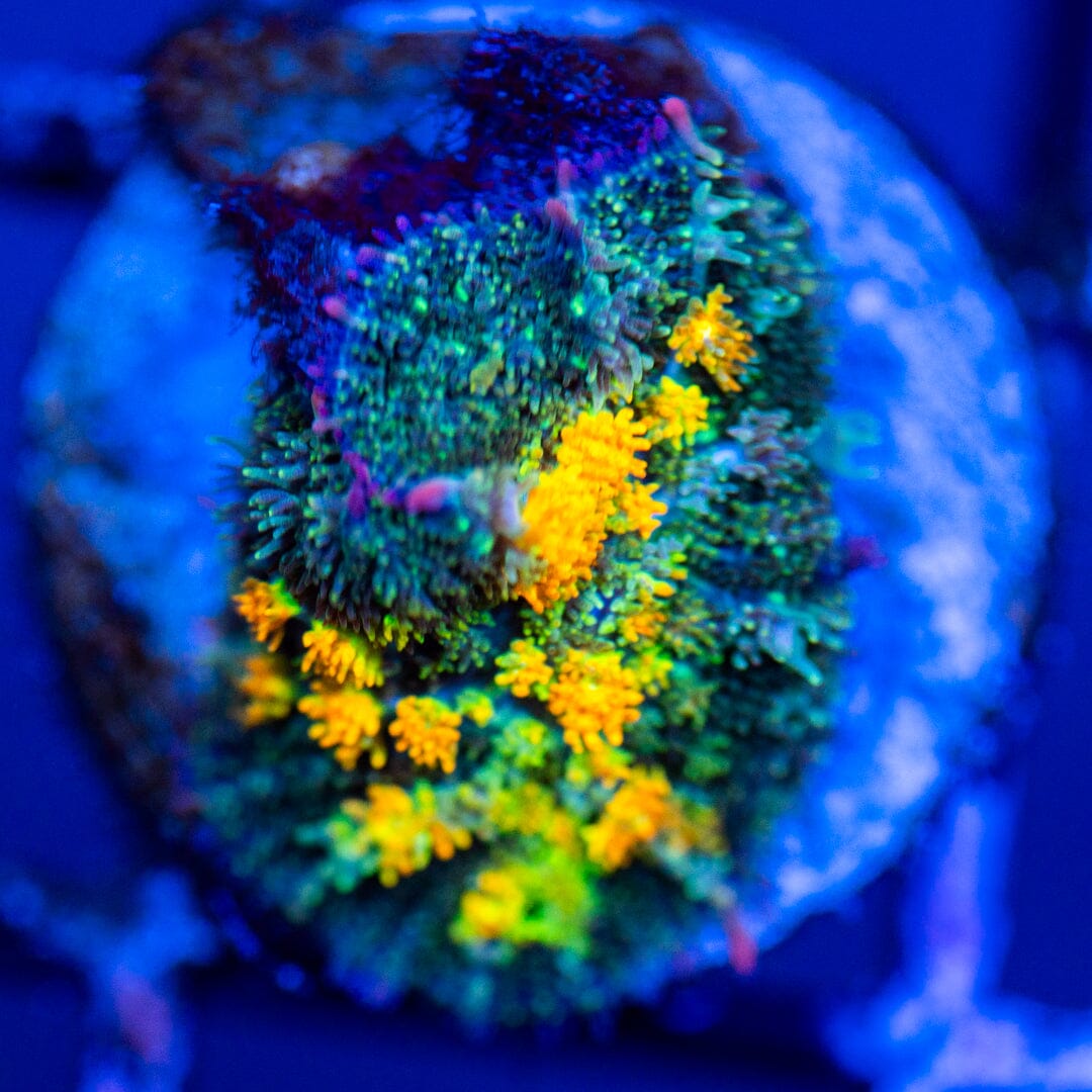 Oh Geeze Bounce Mushroom Coral 1A - WYSIWYG Reef Lounge Coral 