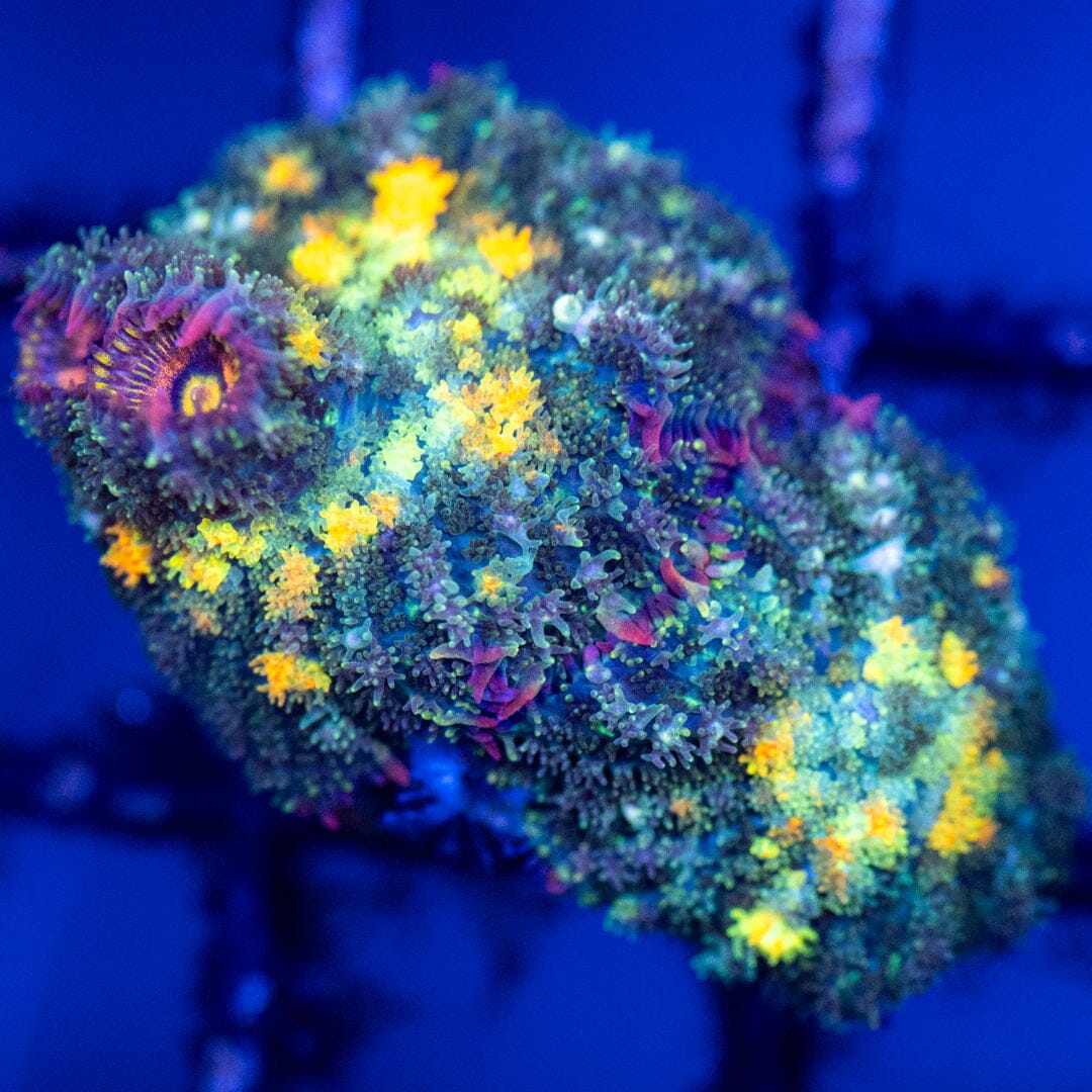 Oh Jeeze Bounce Mushrooms 2B - WYSIWYG Reef Lounge Coral 