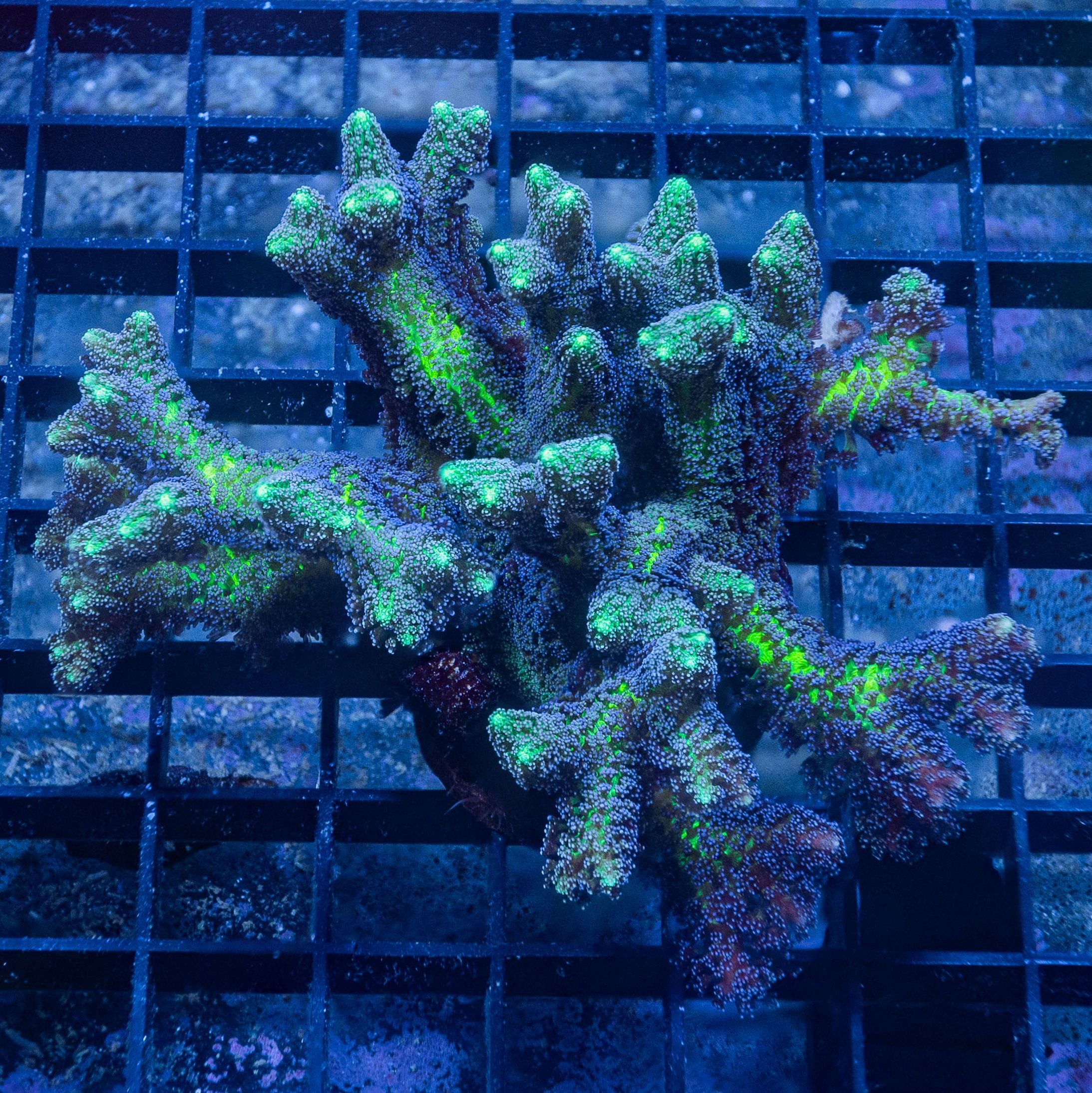 ORA Bird of Paradise Birdsnest Coral | Reef Lounge Coral