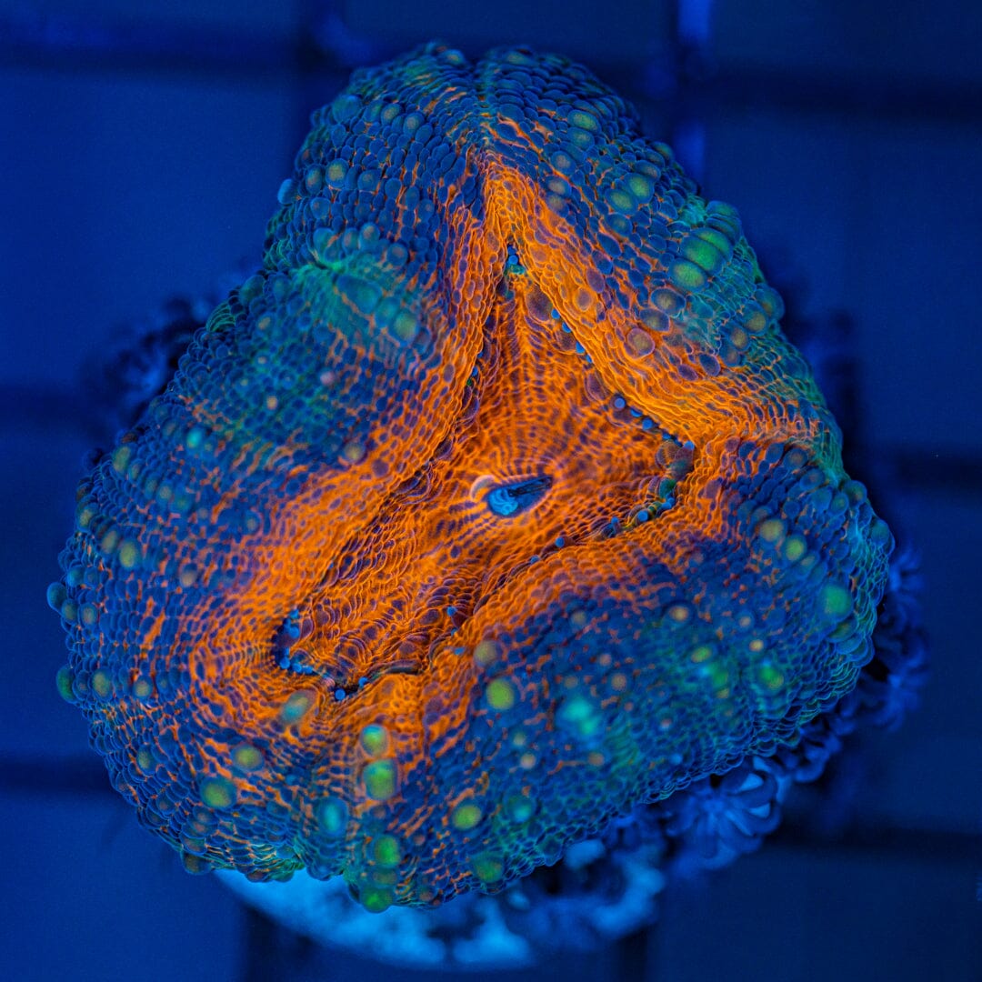 Orange Eye Lobophyllia - WYSIWYG Reef Lounge Coral 