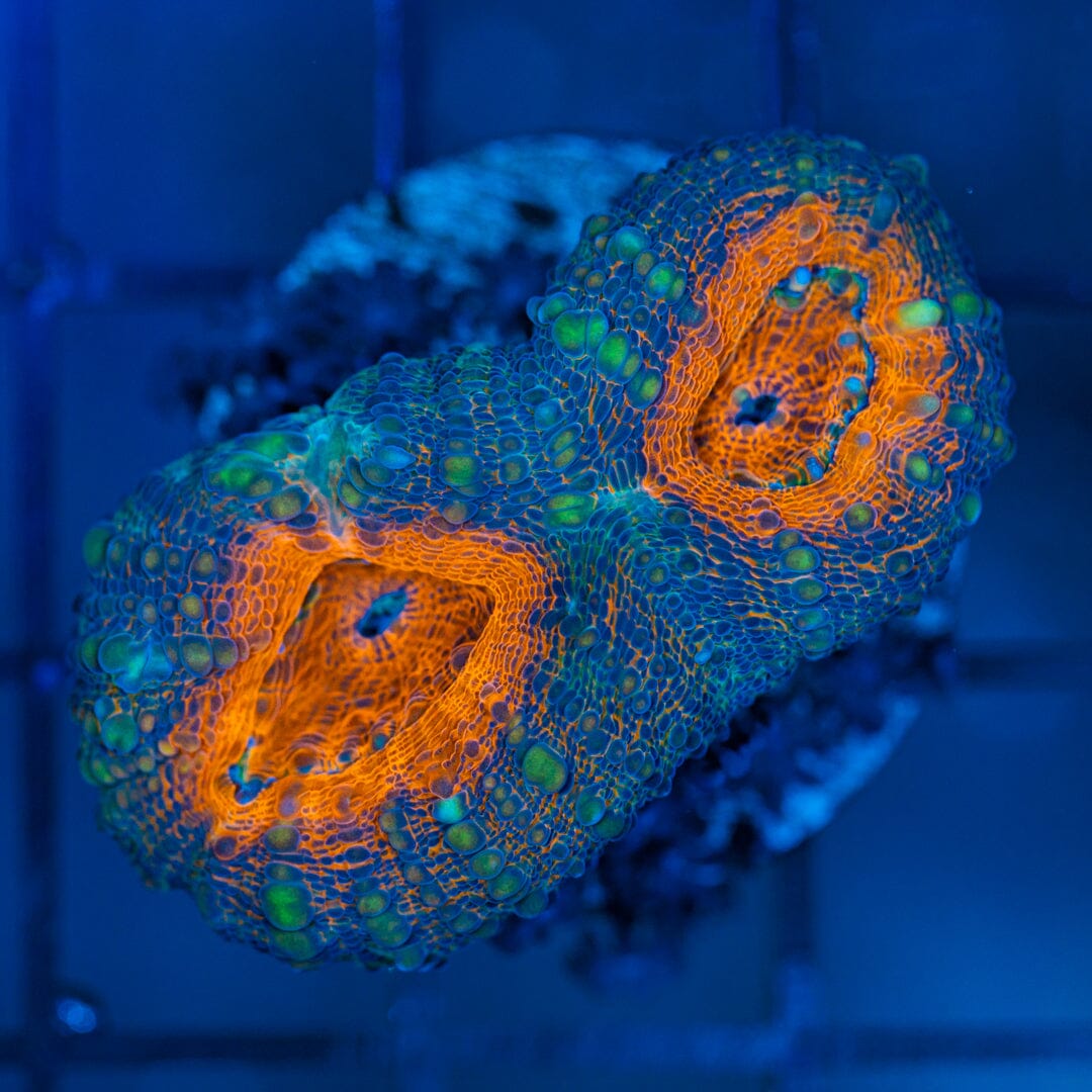 Orange Eye Lobophyllia - WYSIWYG Reef Lounge Coral 