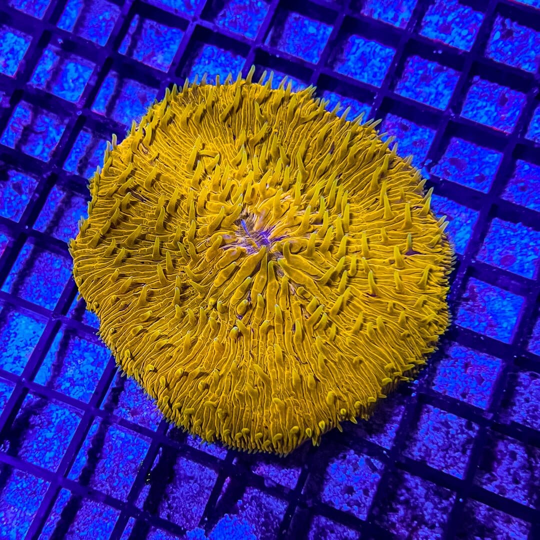 Orange Fungia Plate Coral F1 Reef Lounge Coral 