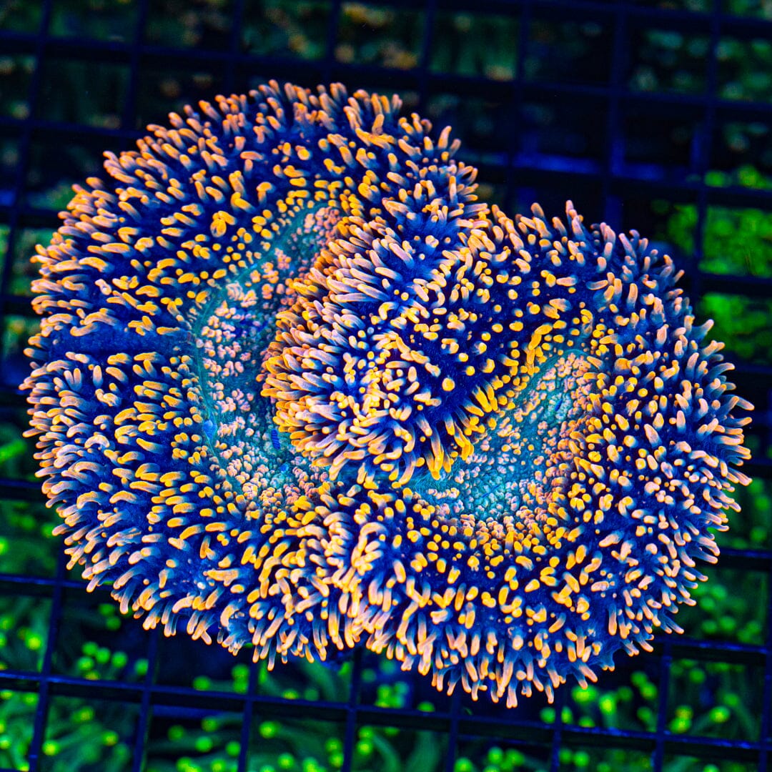 Orange Hairy Lobophyllia (WYSIWYG) Reef Lounge Coral 