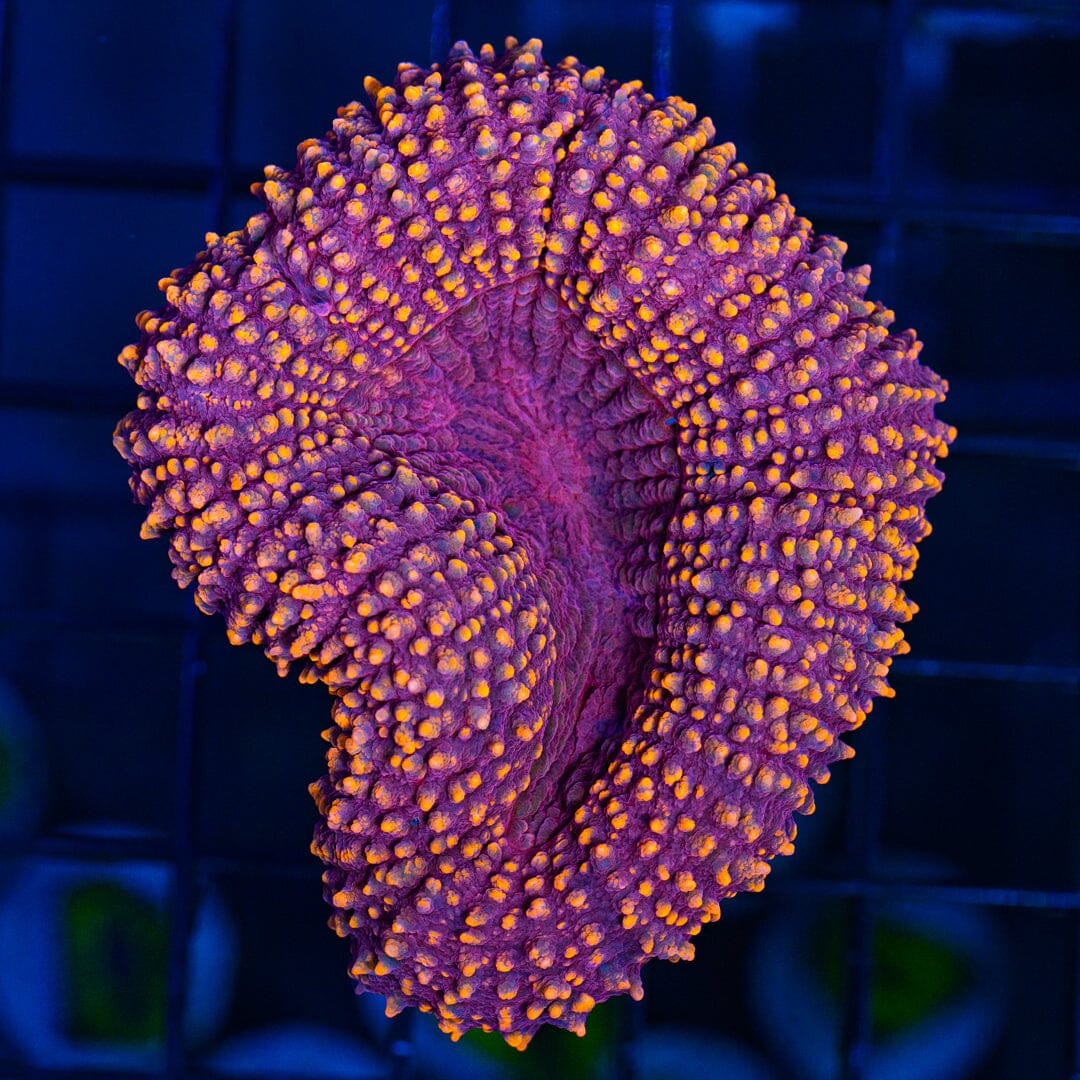 Orange Lobophyllia Frag - WYSIWYG Reef Lounge Coral 