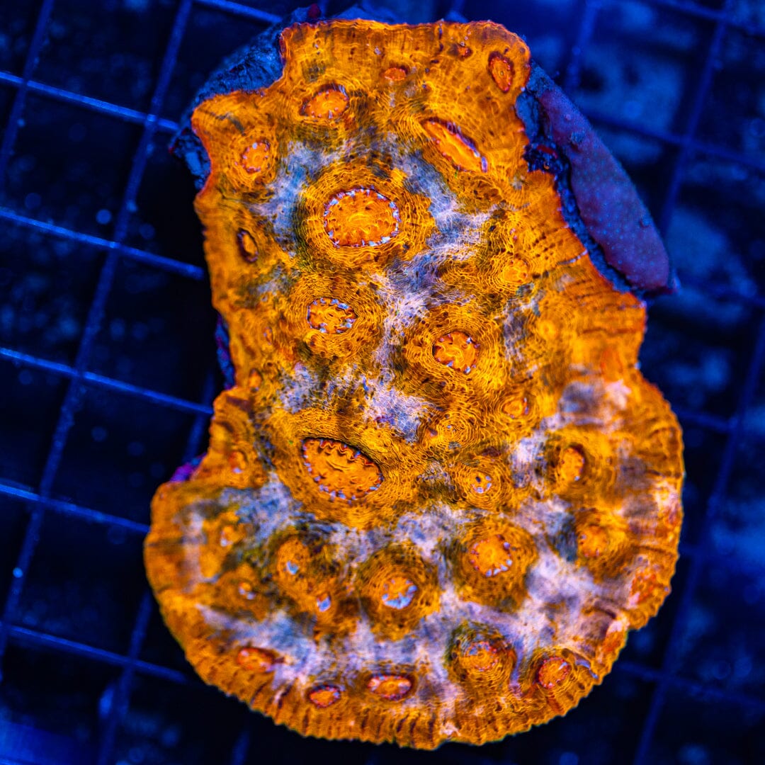 Orange Oxide Chalice Colony - WYSIWYG Reef Lounge Norco 