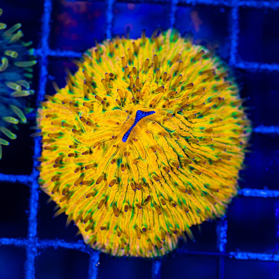 Orange Plate Coral - WYSIWYG Colony Reef Lounge Norco 