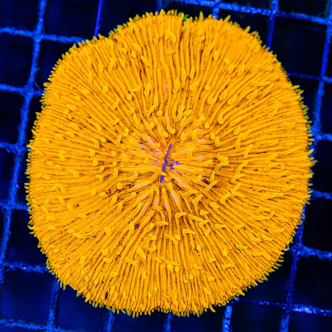 Orange Plate Coral - WYSIWYG Colony Reef Lounge Norco 