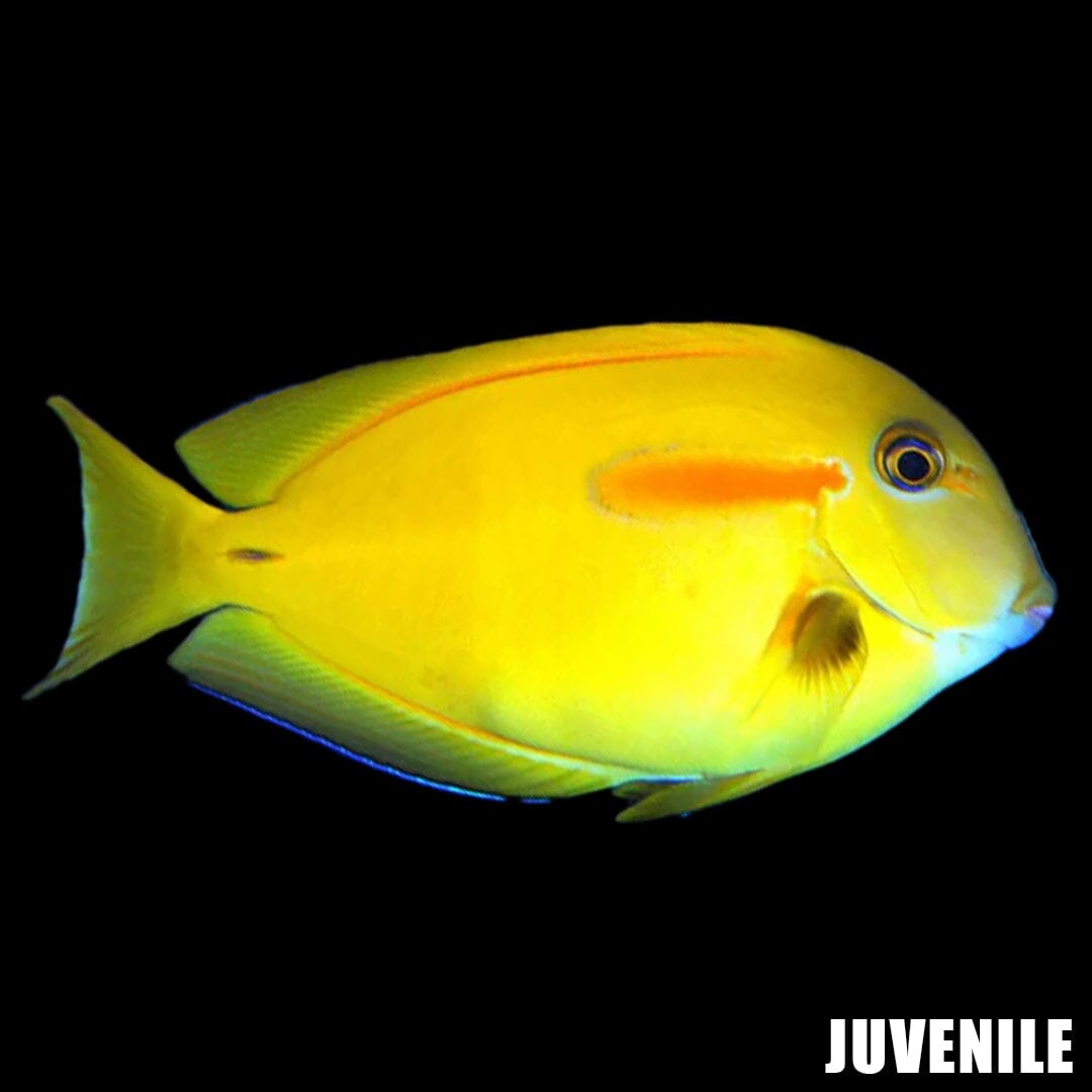 Orange Shoulder Tang Fish Reef Lounge USA 