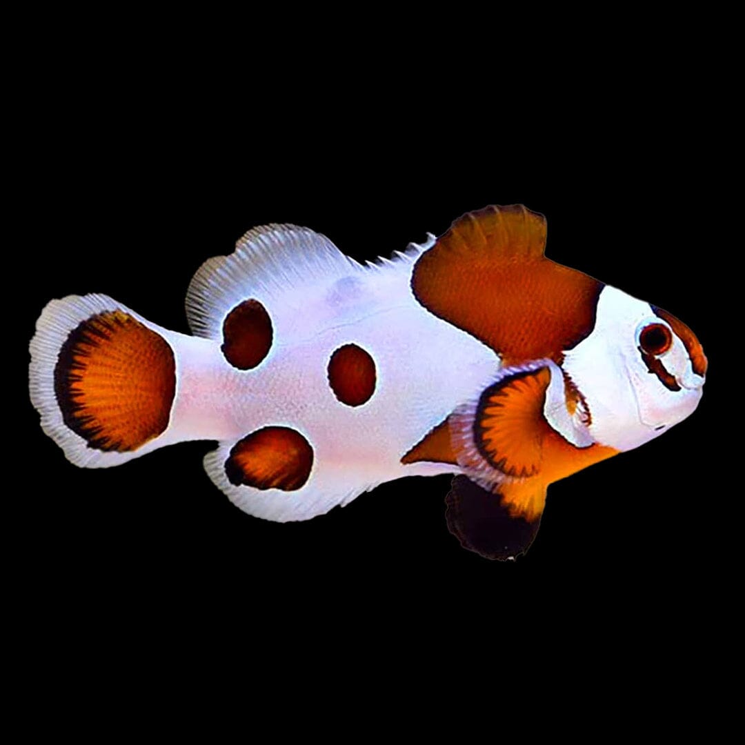 Orange Storm Clownfish Fish Reef Lounge USA 