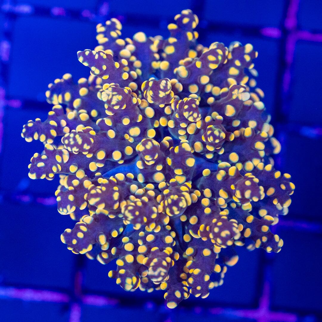 Orange Tip Frogspawn 3A - WYSIWYG (Copy) Reef Lounge Norco 