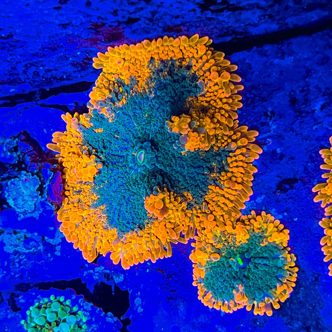 Orange/Green Yuma Mushroom Reef Lounge Coral 