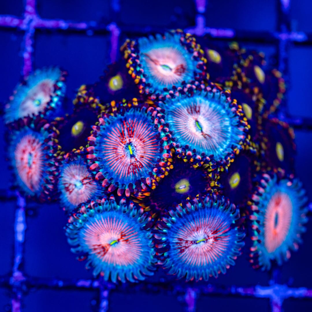 Overgrown Zoa Rock 1A - WYWIWYG LPS Coral Reef Lounge USA 