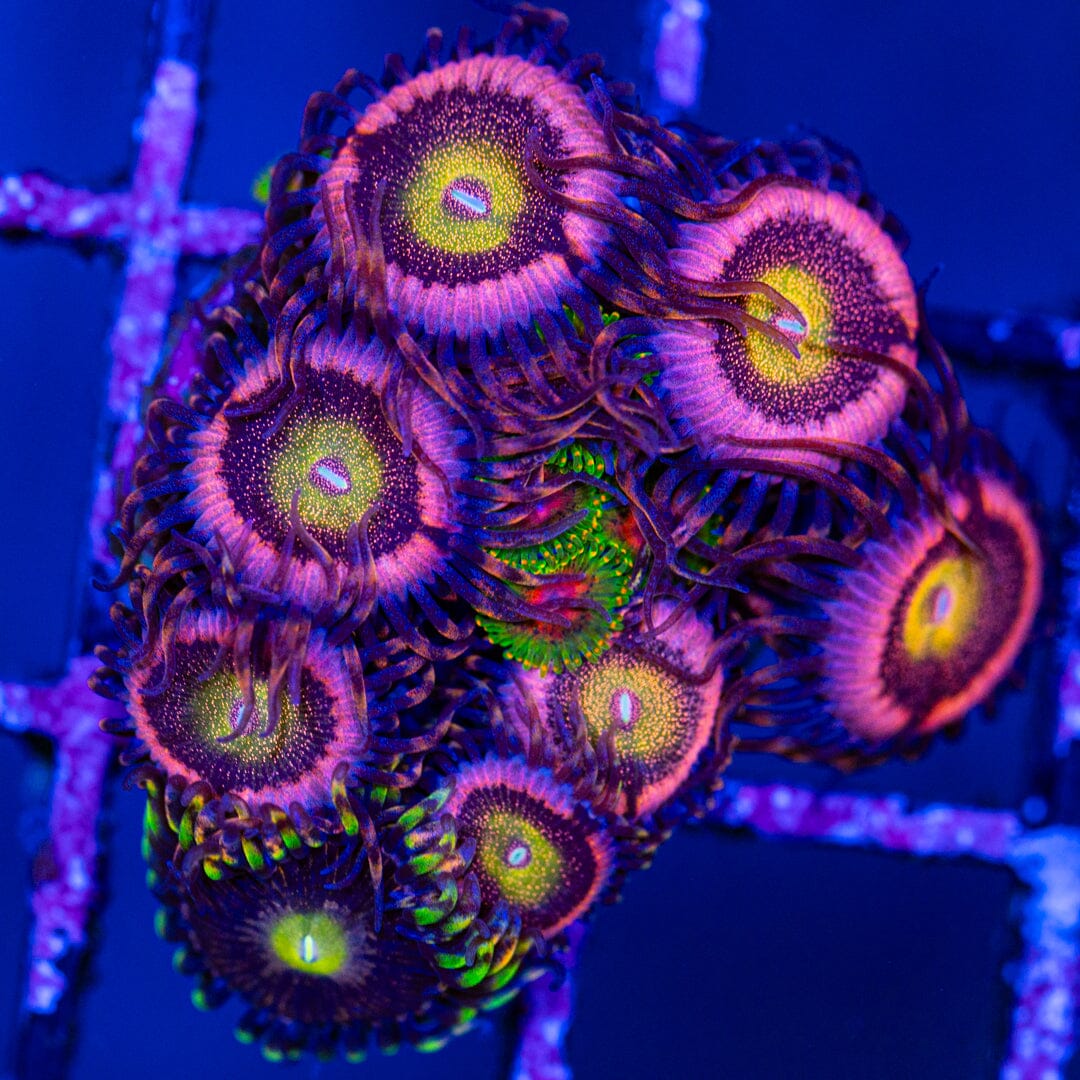 Overgrown Zoa Rock 2A - WYWIWYG LPS Coral Reef Lounge USA 