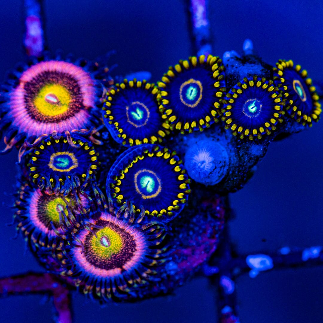 Overgrown Zoa Rock 3A - WYWIWYG LPS Coral Reef Lounge USA 