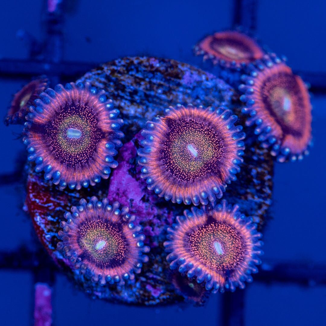 Overgrown Zoanthid Plug 1A - WYSIWYG Reef Lounge Norco 
