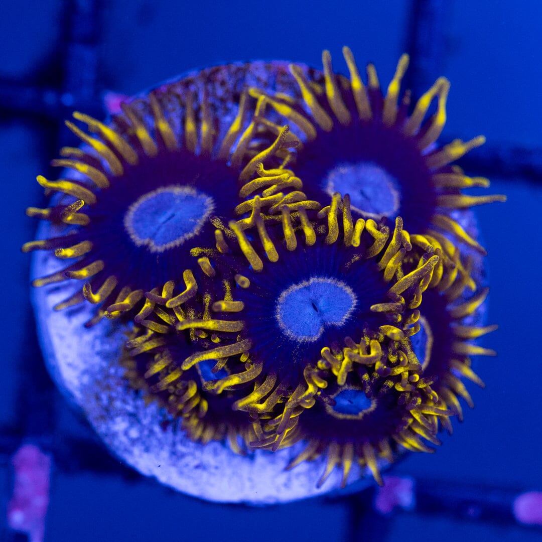 Overgrown Zoanthid Plug 3A - WYSIWYG Reef Lounge Norco 