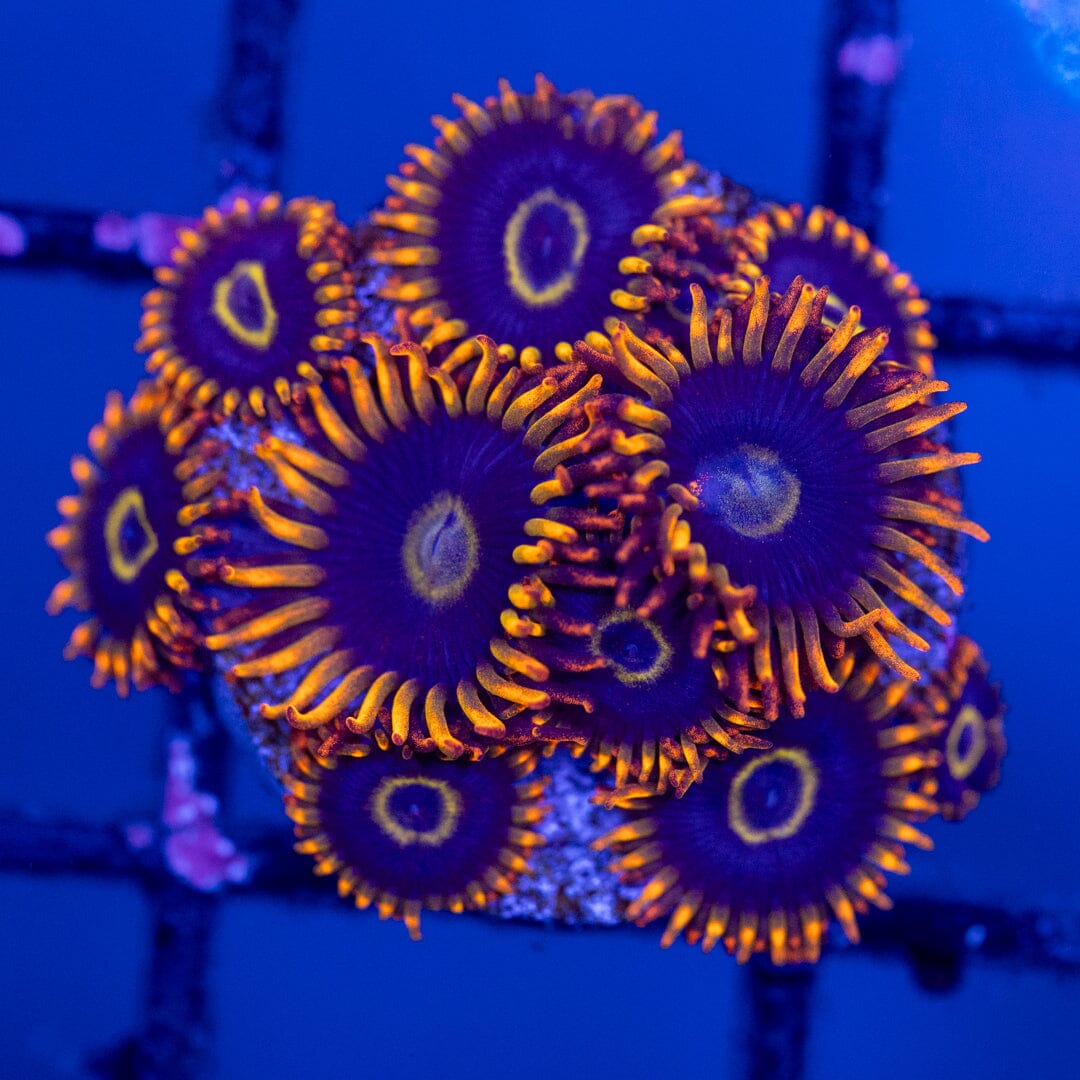 Overgrown Zoanthid Plug 4A - WYSIWYG Reef Lounge Norco 