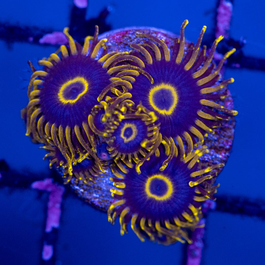 Overgrown Zoanthid Plug 6A - WYSIWYG Reef Lounge Norco 