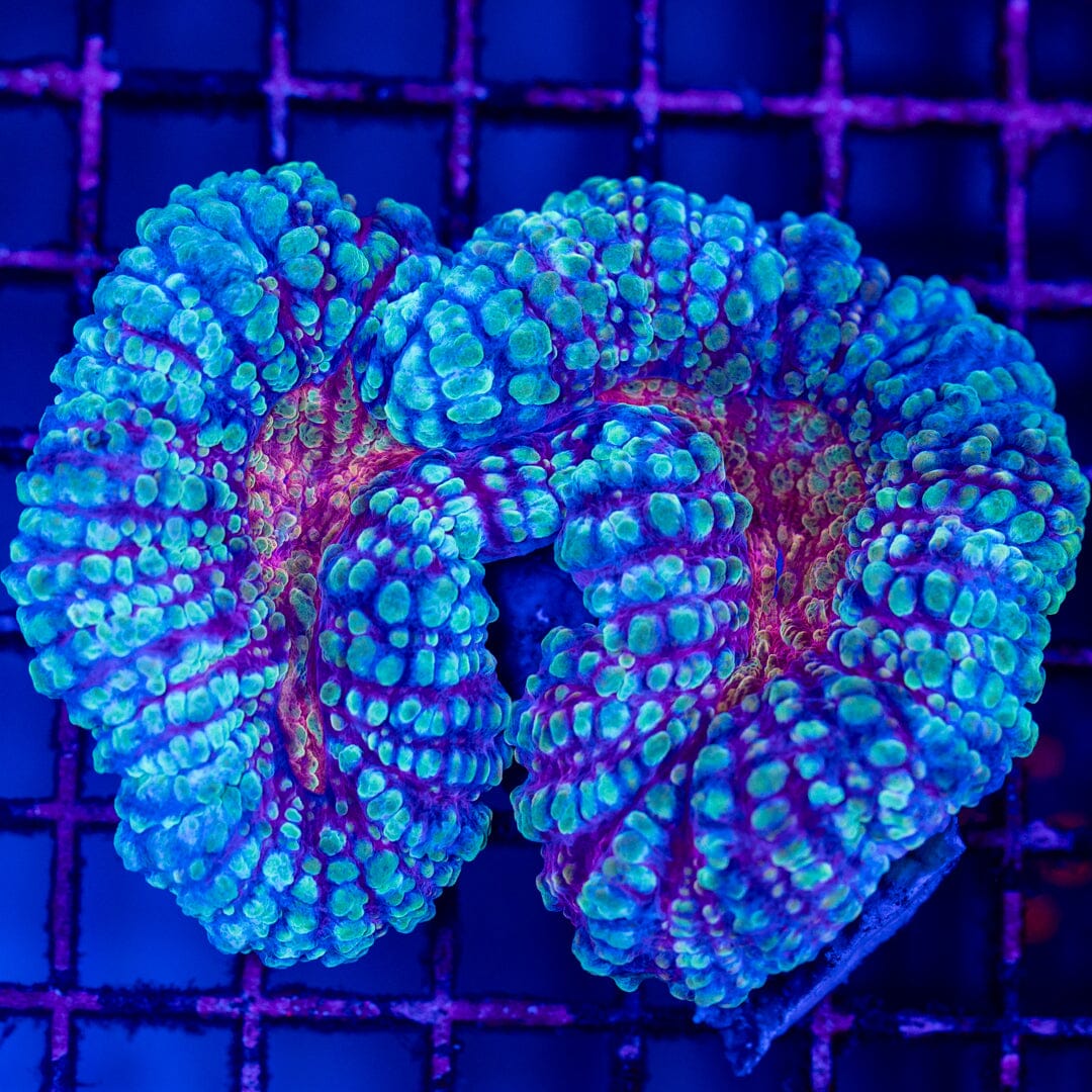 Pastel Lobo 1A - WYSIWYG LPS Coral Reef Lounge USA 