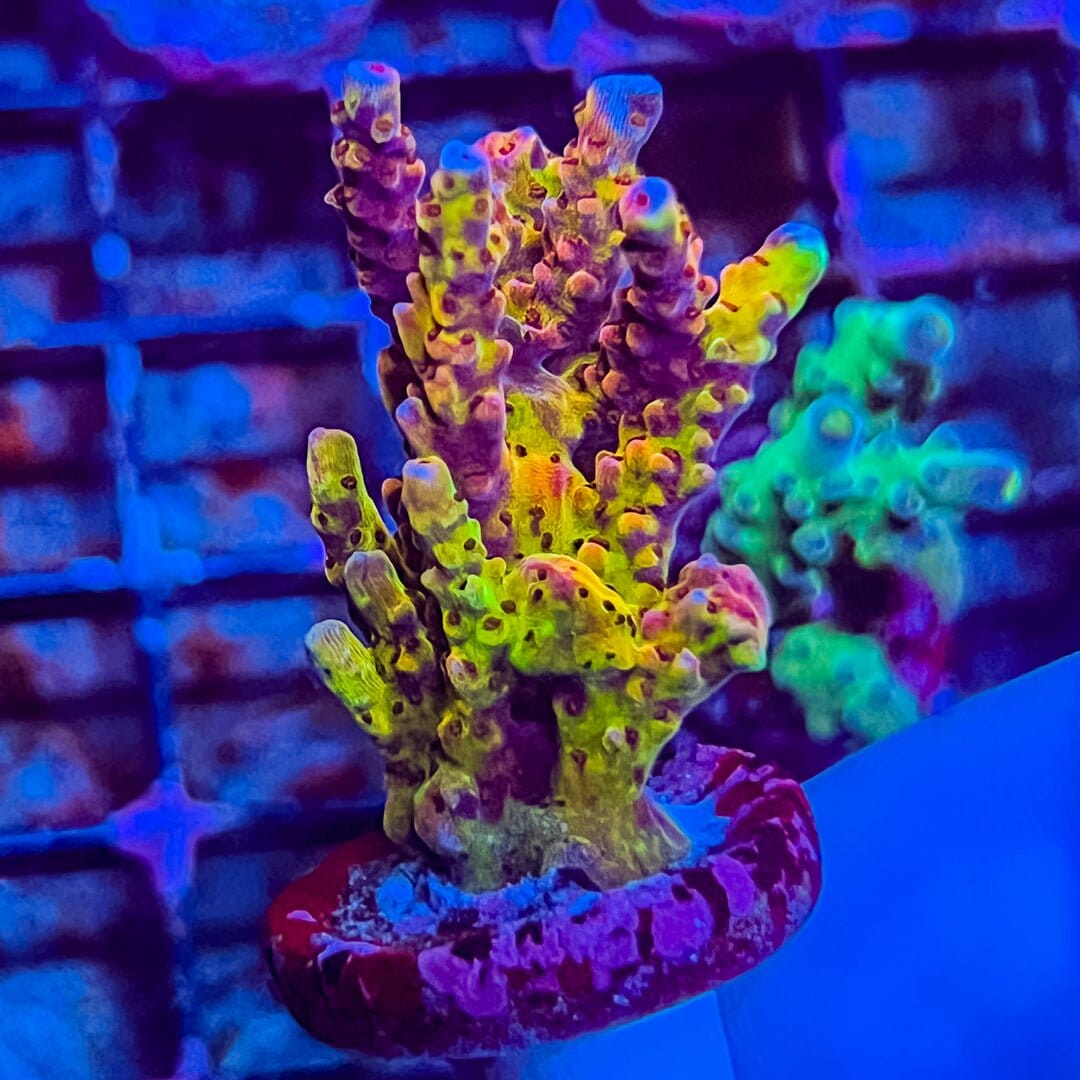 'PC Rainbow' Acropora Reef Lounge Coral 