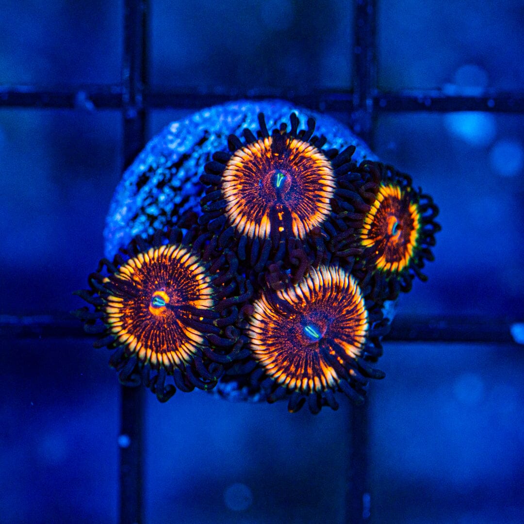 Peach Passion Zoanthids (WYSIWYG Overgrown Plug) Reef Lounge Norco 