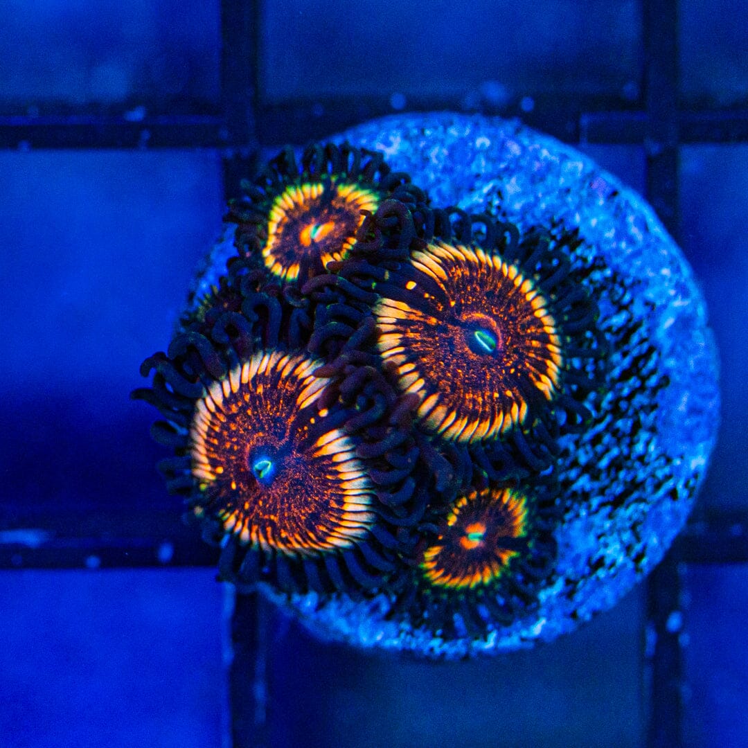 Peach Passion Zoanthids (WYSIWYG Overgrown Plug) Reef Lounge Norco 