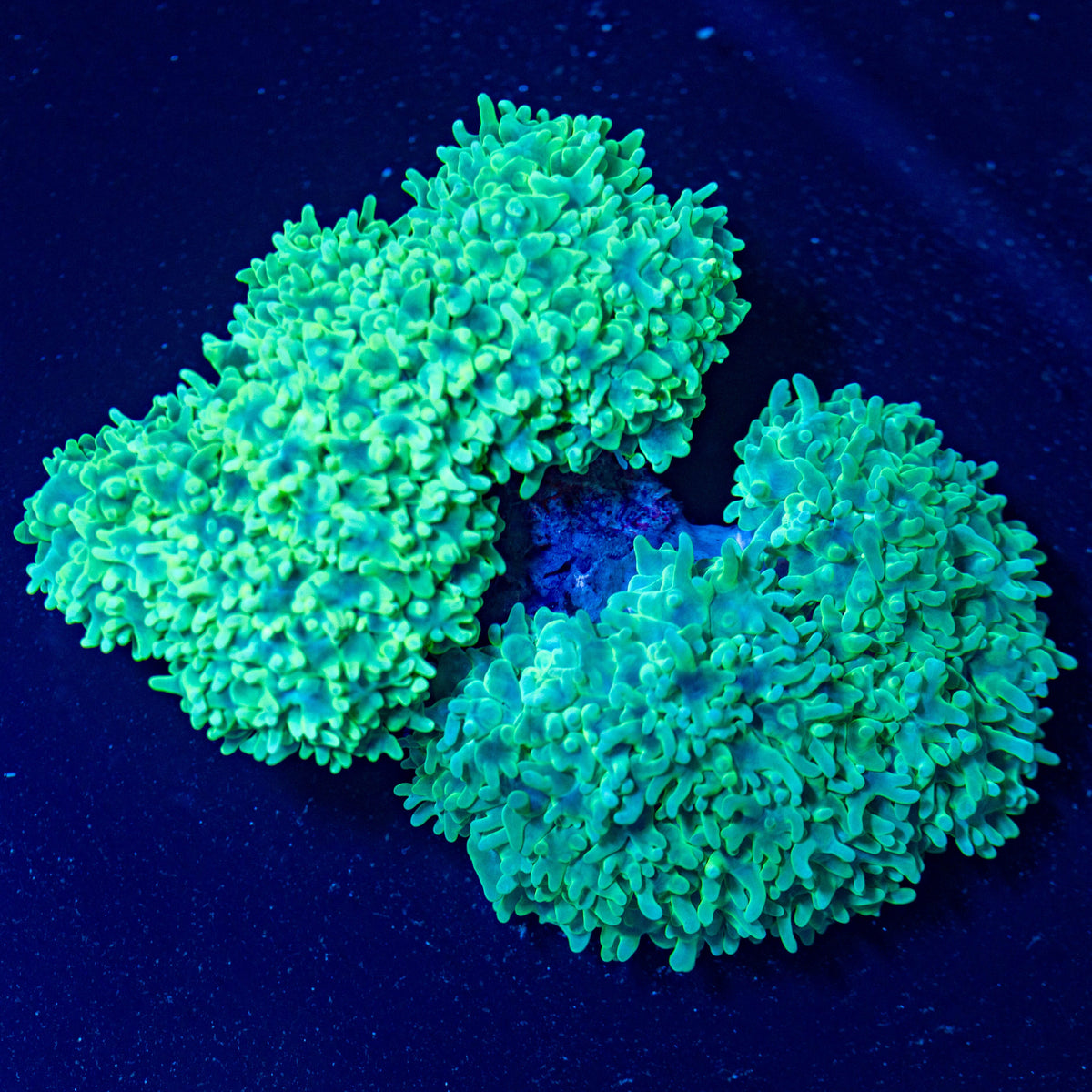 Pearl Bubble Coral Colony - WYSIWYG Reef Lounge Coral 