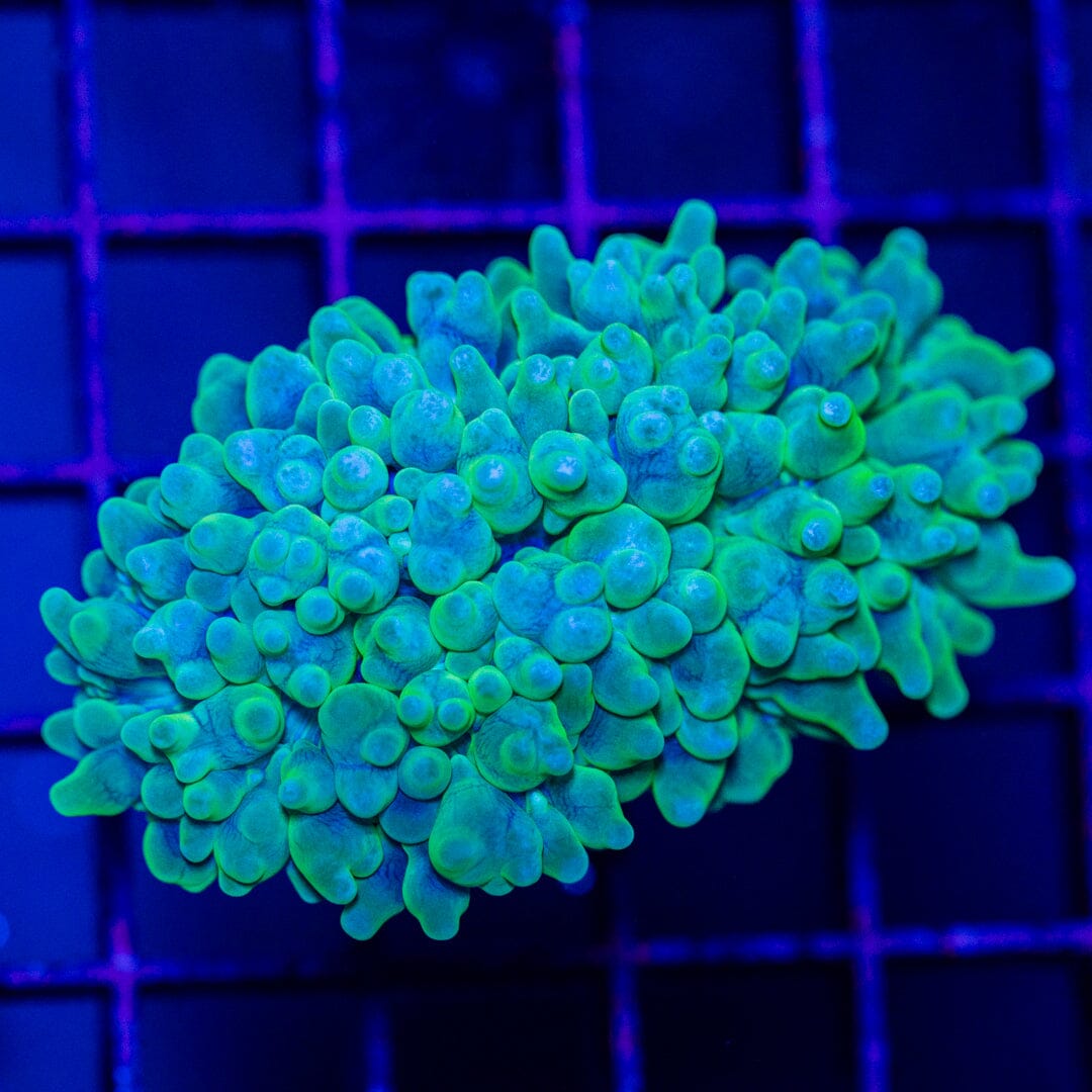 Pearl Bubble Coral - WYSIWYG Octospawn Reef Lounge USA 