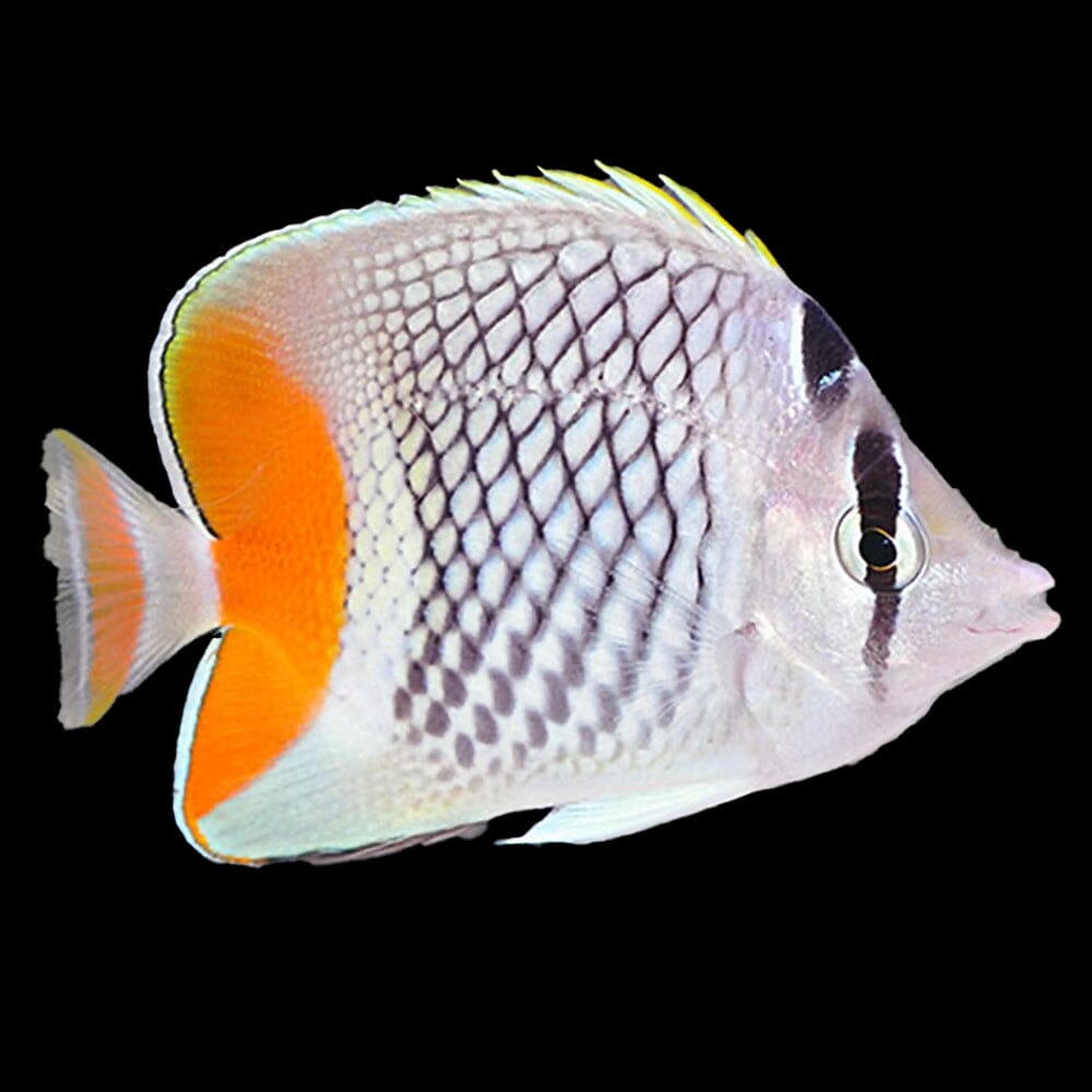 Pearlscale Butterflyfish Fish Reef Lounge USA 