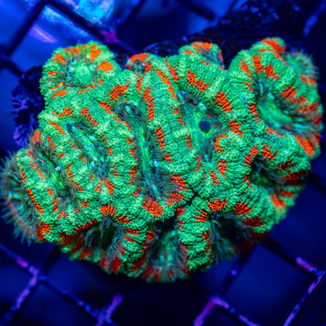 Peppermint Acan Lord Colony - WYSIWYG Reef Lounge Norco 