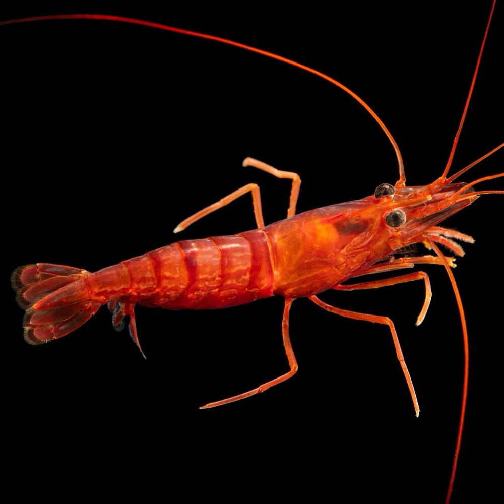 Peppermint Shrimp Invertebrate Reef Lounge USA 