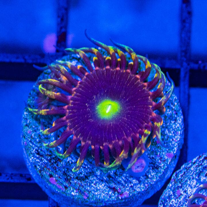 Phantom Zoanthids