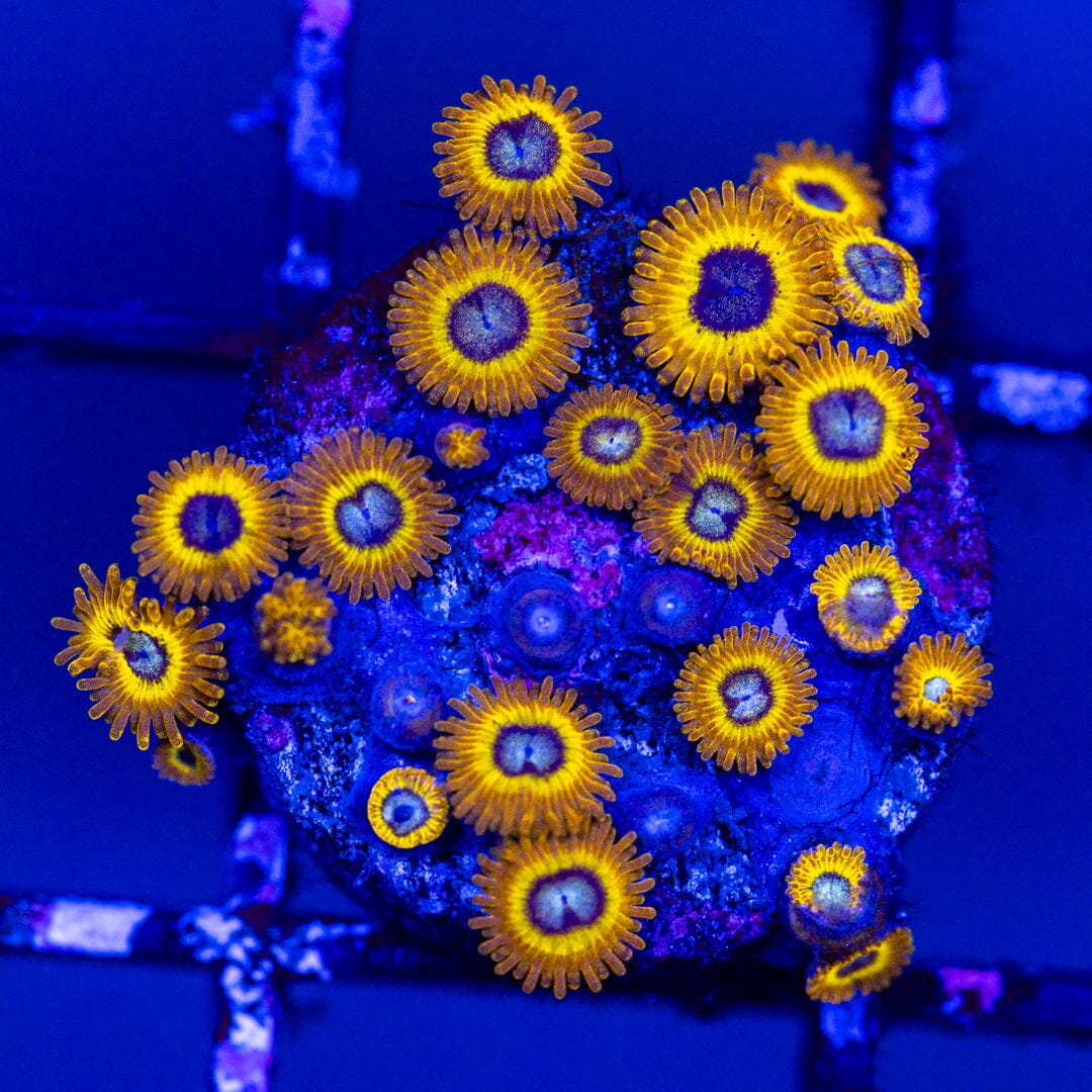 Pikachu Zoa Mini Colony - WYSIWYG Reef Lounge Norco 