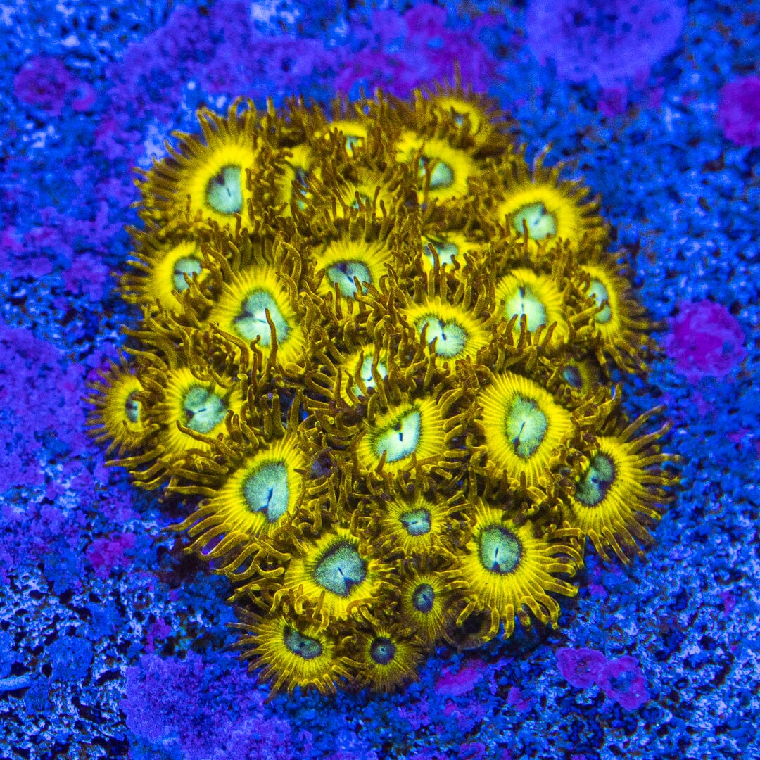 Pikachu Zoanthids Coral Frag | Aquacultured Zoa for Sale