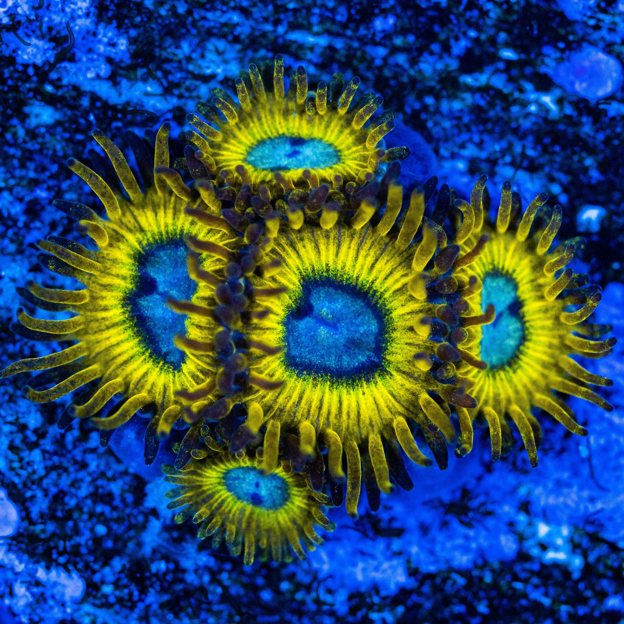 Pikachu Zoanthids Soft Coral Reef Lounge USA 