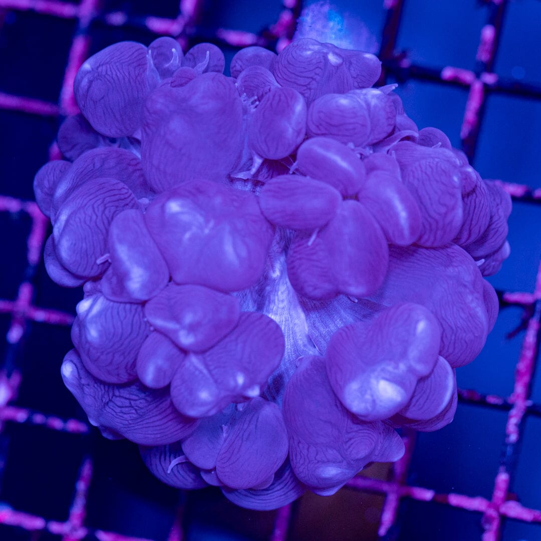 Pink Bubble Coral 1A - WYSIWYG Reef Lounge Norco 