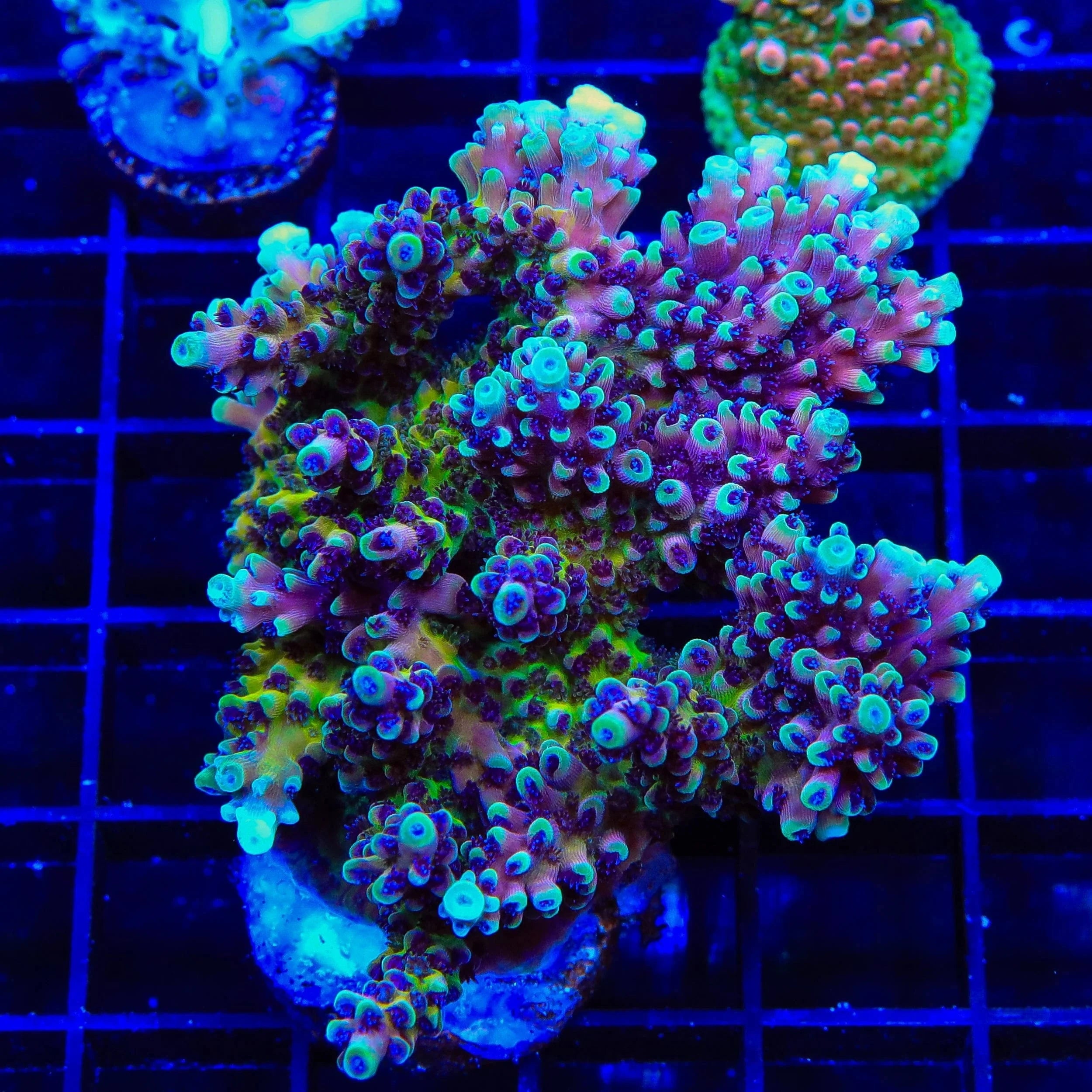 Pink Cadillac Acropora Reef Lounge Coral 