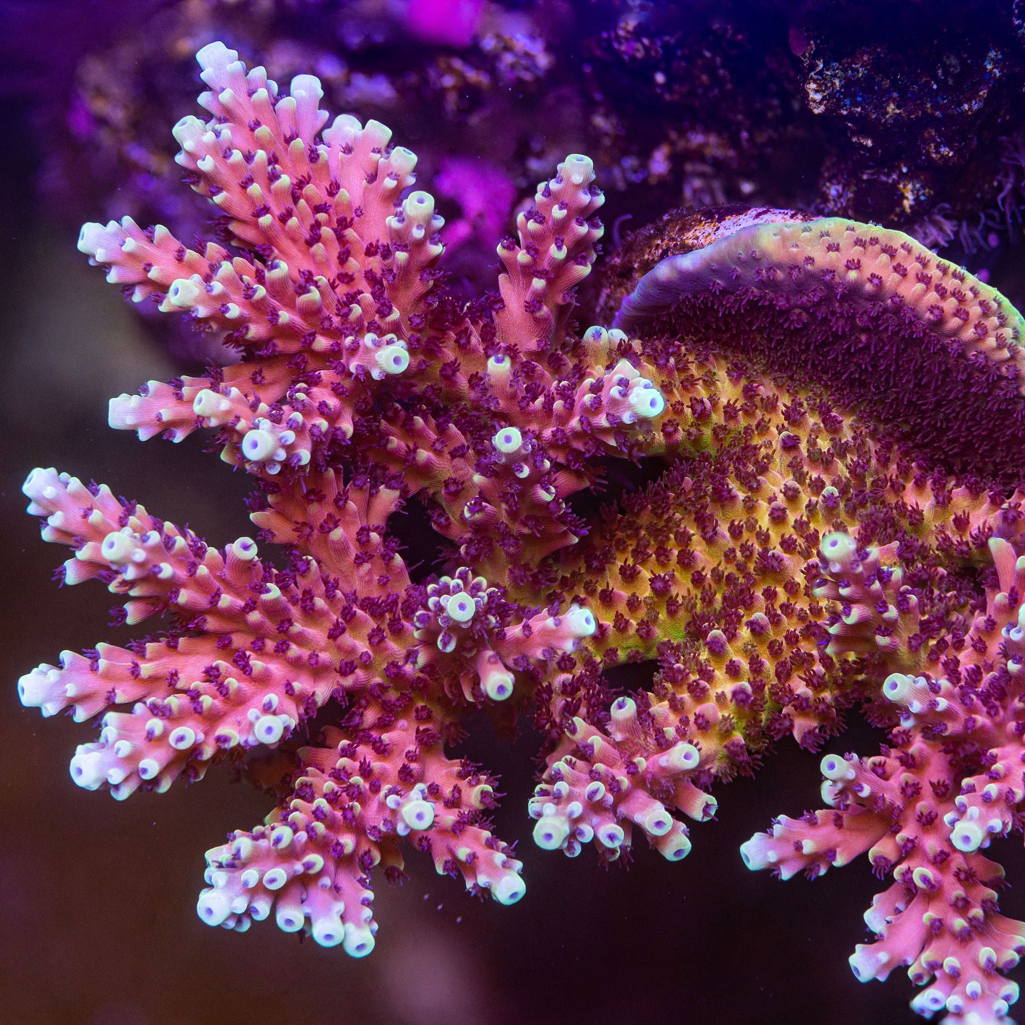 Pink Cadillac Acropora Reef Lounge Coral 