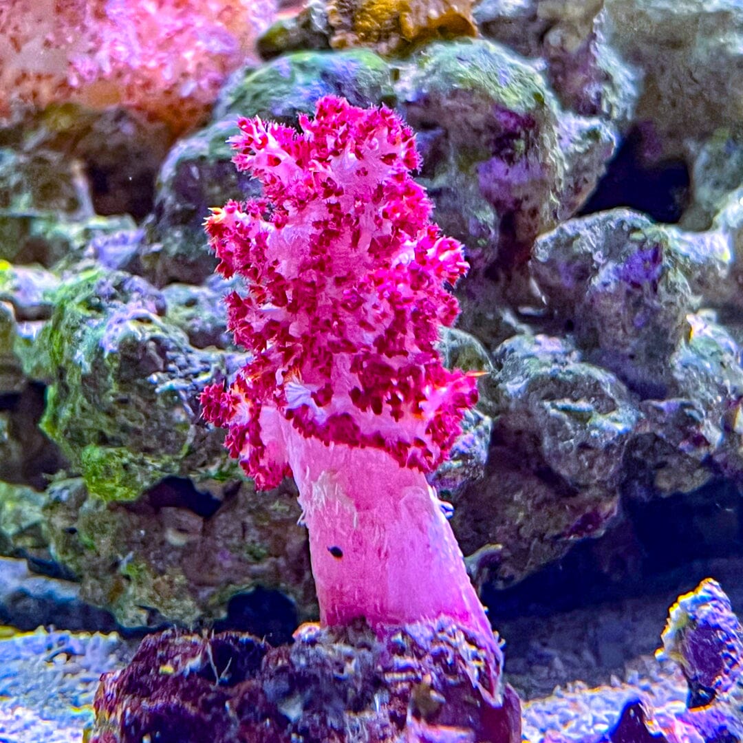 Pink Carnation Coral Reef Lounge Coral 