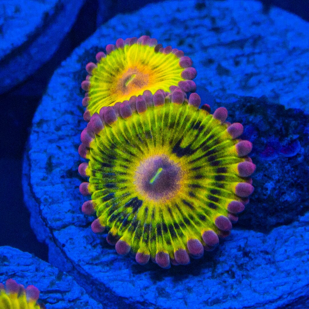 Pink Chiquita Zoanthids Soft Coral Reef Lounge USA 