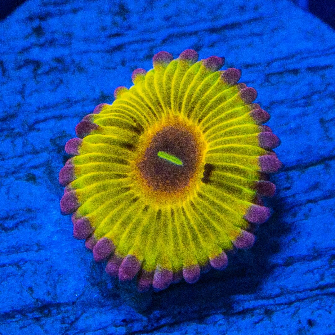 Pink Chiquita Zoanthids Soft Coral Reef Lounge USA 