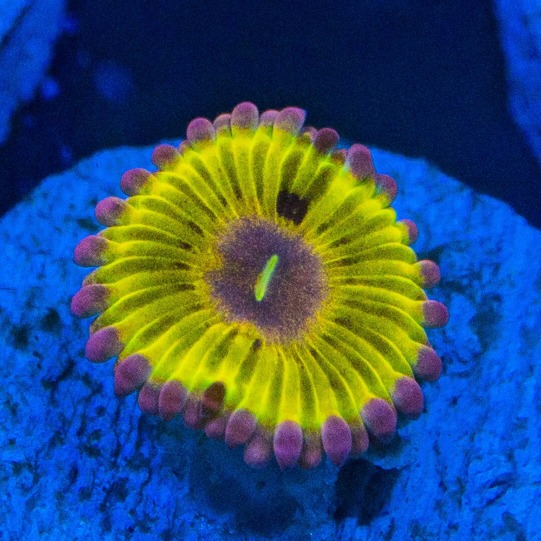 Pink Chiquita Zoanthids Soft Coral Reef Lounge USA 