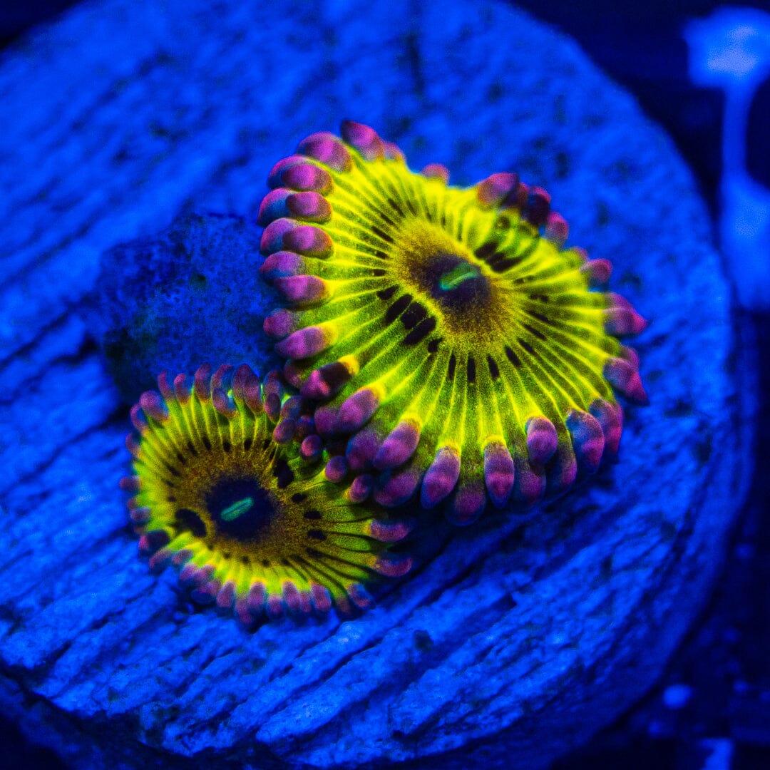 Pink Chiquita Zoanthids Soft Coral Reef Lounge USA 